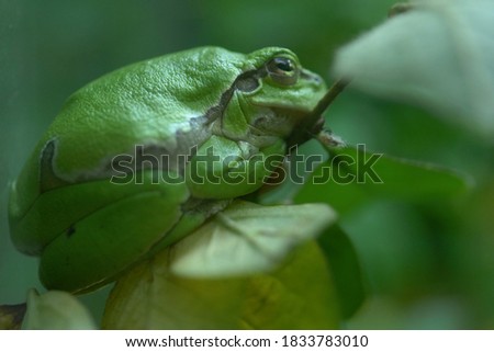 Mission golden-eyed tree frog or Amazon milk frog (Trachycephalus resinifictrix) is a large species of arboreal frog . It is sometimes referred to as the blue milk frog.