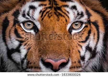 tiger bengal eyes as background, closeup face