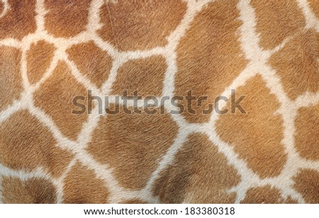 Genuine leather skin of Giraffe 