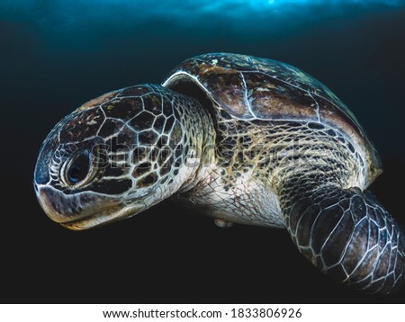 Green Turtle with black background