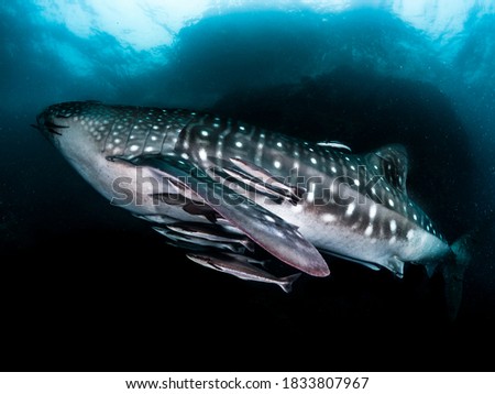 Whale shark with black bakground