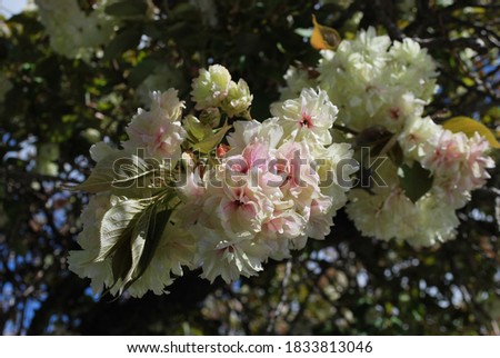 Spring, cherry blossoms in Blue Mountains,  NSW, Australia, closeup