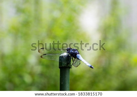 Light blue dragonfly on a green stick to rest its wings