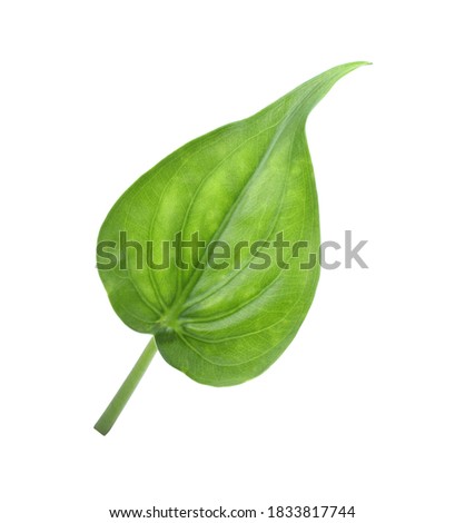 alocasia cucullata leaf isolated on white background , Buddha’s Hand, Chinese Taro, Elephant Ear