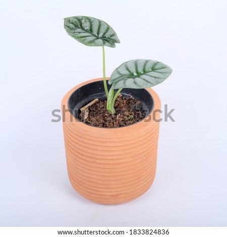 FAR LOOK AWAY LEAF ALOCASIA SILVER DRAGON LEAVES WHICH IS GREEN AND WHITE BACKGROUND, BEAUTIFUL LEAF SEEN FROM A FAR