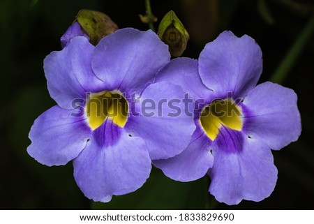 Closeup of two purple flowers