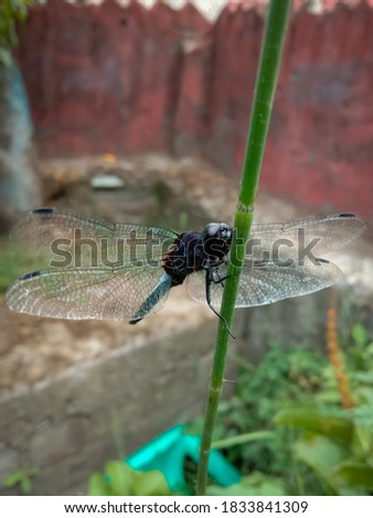 Picture of a blue male marsh hawk dragonfly (orthetrum glaucum).