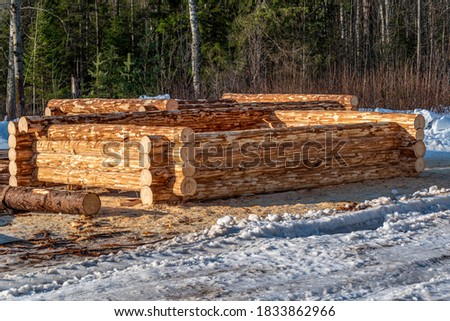 Construction of a wooden house made of spruce logs