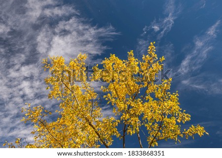 yellow tree with blue background 