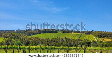 Vineyard Hills Near Melbourne Australia
