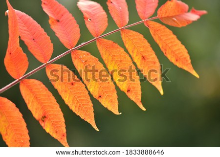Branch with orange leaves  in autumn