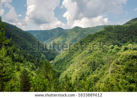 The gorge of Buynovska river in the Rhodope Mountains, Bulgaria.  The dense green forests of the Rhodopes, illuminated by the sun in summer.