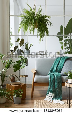 Modern scandinavian interior of living room with design grey sofa, armchair, a lot of plants, coffee table, carpet and personal accessories in cozy home decor. Template.