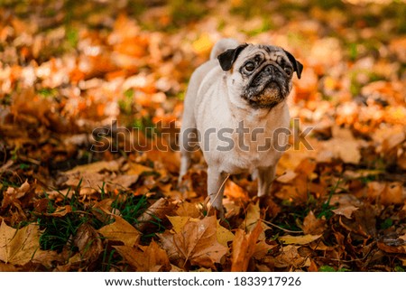 A pug dog walks in the autumn park along the yellow leaves against the background of trees and autumn forest, copy space