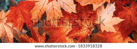 Beautiful Wide Angle Nature autumn Background.  Group fallen autumn maple leaves.lying on the ground. Top view, flat lay. Panoramic header for website. 