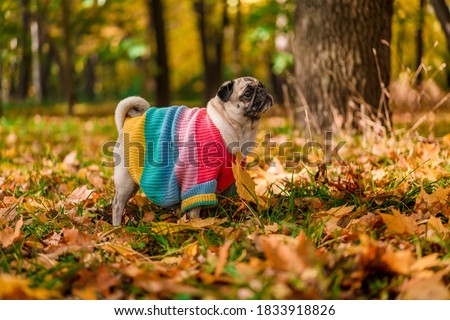Autumn dog pug in a warm sweater stands in colorful leaves in the forest. Looks at the sun's rays. Romantic, happy pet of Golden autumn, mood, copy space