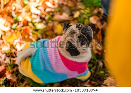 A pug dog in a warm sweater stands in the autumn leaves in the forest and begs the owner for a treat.