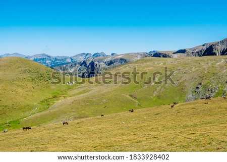 A high mountain pasture with many semi-wild horses, a green valley and in the background the high peaks of Rila Mountain, a clear blue sky on the horizon.