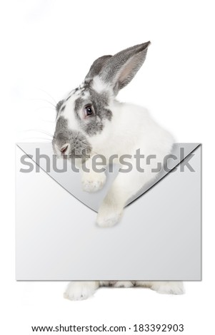 rabbit and envelope on a white background in studio