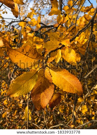 Large withered yellow leaves in autumn close up