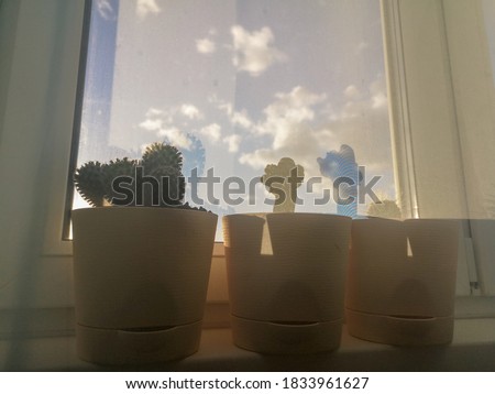 Beige pots with cacti stand on the windowsill in the sun behind transparent tulle against the blue sky Royalty-Free Stock Photo #1833961627