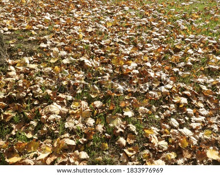 Golden Leaf Litter | Autumn & Nature background