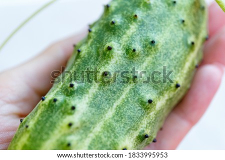 Ripe cucumber on a branch affected by disease in farmer hands . Farm cucumber grown in the garden covered with black dots on the pimples. Unknown cucumber disease.