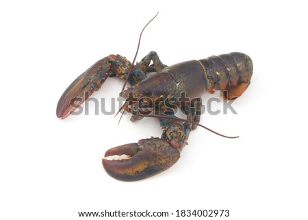 Fresh raw lobster isolated on white background, American lobster (Homarus americanus)  Royalty-Free Stock Photo #1834002973