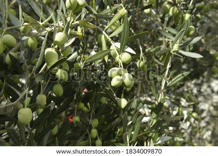 Olive tree close up. Nature and garden photography