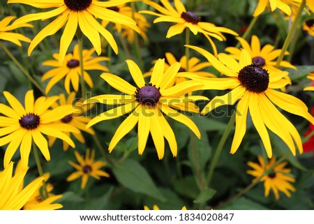 Bright yellow flowers that are vibrant and lights the picture up. The dark green background helps make a contrast, creating a happy summer yellow that explodes out the photo