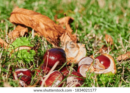 Chestnuts (Aesculus Hippocastanum) lying at ground on a sunny autumn day.