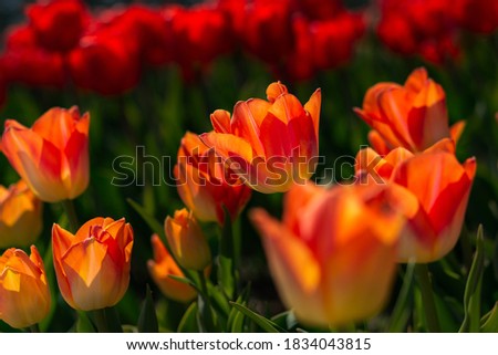 Background of red-orange tulips. Beautiful bright tulips bloom in the garden in spring. Spring flower background. Close up. Soft focus. Natural sunlight. The cultivation of tulips.