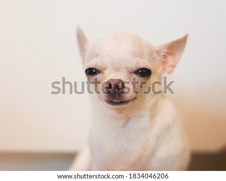 Close up image of white short hair Chihuahua dog smiling and looking at camera on white background.
