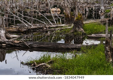 A beaver dam in a pond on the Mt Van Hoevenberg trail in Lake Placid, NY