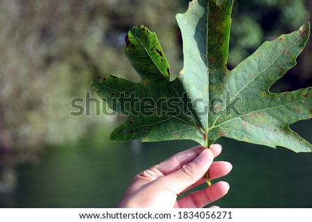 Beautiful picture of green big leaf in hand, Selective focus.