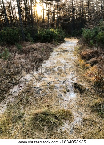 Path in the autumn forest covered with snow at sunset. Brightly lit wood. Fall season. Conifers with yellow and orange needles. Beautiful northern nature. Background with setting sun