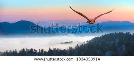 Red-tailed Hawk flying over the blue mountains with sunset sky Royalty-Free Stock Photo #1834058914