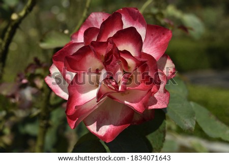 red and white mixed color roses bloom on a sunny day