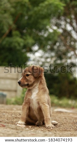 A Portrait shot of the cute brown puppy