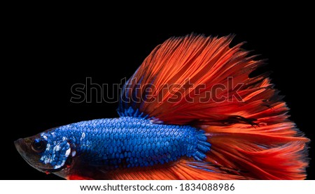 Close up of red blue Betta fish. Beautiful Siamese fighting fish, Betta splendens isolated on black background.
