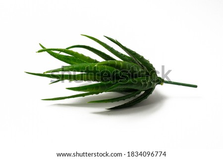 Fake unpotted cactus or aloe vera plant isolated on a white background. Royalty-Free Stock Photo #1834096774