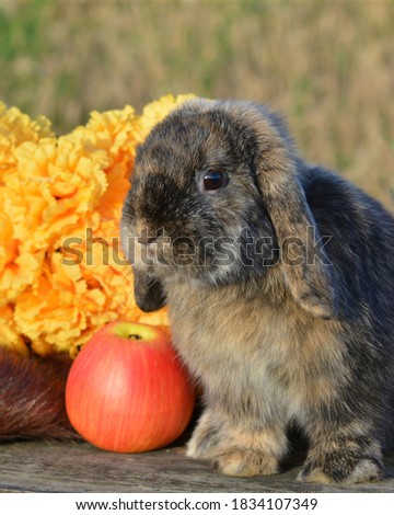 Cute black and tan  Holland Lop bunny rabbit