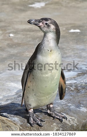Humboldt penguin stands on the rocks.