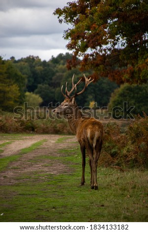 Photo of a beautiful and strong male deer during rutting season in the nature in Richmond park, London