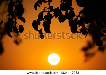 Pear tree (Pyrus) against the orange sky in the evening, fruits and leaves visible as a silhouette.