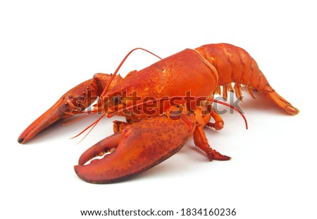 Boiled lobster isolated on white background, Homarus americanus  Royalty-Free Stock Photo #1834160236