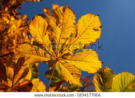 Yellow chestnut leaf against the blue sky in autumn.