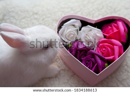 image of baby rabbit with flower box