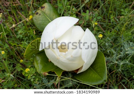 Close up of a beautiful white magnolia. Soft focus