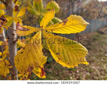 Autumn background. Background of the autumn season. Yellow autumn leaves in bright sunlight. Beautiful autumn landscape.